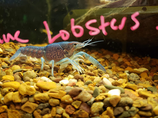 Pet Store «Friendly Pets», reviews and photos, 625 Friendly Center Rd, Greensboro, NC 27408, USA