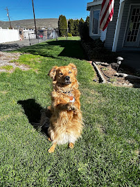 We Love Dogs Pet Sitter - Photo 8 - Car repair in Yakima, WA, Yakima