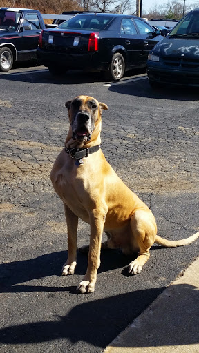 Auto Repair Shop «ASAP LLC», reviews and photos, 2530 Lebanon Rd, Manheim, PA 17545, USA