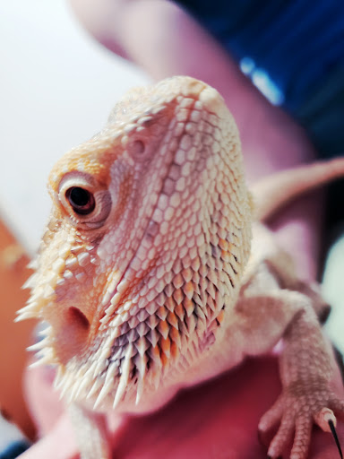 Pet Supply Store «Petco Animal Supplies», reviews and photos, 2365 NW Kings Blvd, Corvallis, OR 97330, USA