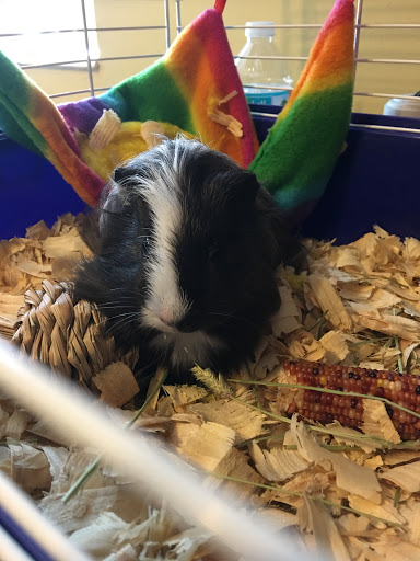 Pet Store «Island Pet Shop», reviews and photos, 55 Goodwin Dr # 102, Merritt Island, FL 32952, USA