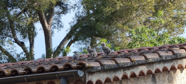 Photo Maison de vacances centre de vacances de Fabrégas 83500 La Seyne-sur-Mer