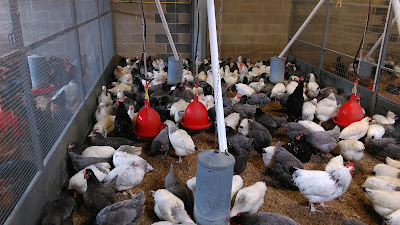 Ferme Avicole Bauduin à Rosult