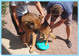 DogRehab - Terápiás kutyamasszázs