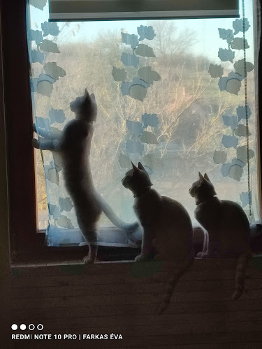 Értékelések erről a helyről: Dr. Ozvald István állatorvos, Esztergom - Állatorvos