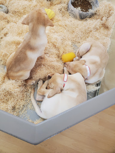 Pet Store «Perfect Pets», reviews and photos, 6840 S University Blvd #410, Centennial, CO 80122, USA