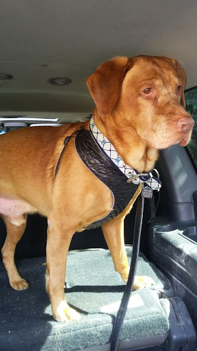 Pet Supply Store «PetSmart», reviews and photos, 17585 Southcenter Pkwy, Tukwila, WA 98188, USA