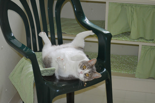 The Country Kitty B&B