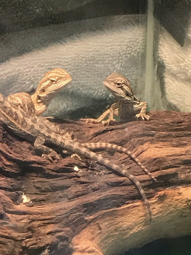 Pet Supply Store «PetSmart», reviews and photos, 1520 Pleasant Valley Rd, Manchester, CT 06042, USA