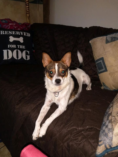 Pet Supply Store «Pet Supermarket», reviews and photos, 800 Sebring Square.., Sebring, FL 33870, USA