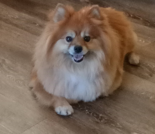 Pet Supply Store «Pet Supplies Plus», reviews and photos, 1235 Shaw Ave, Clovis, CA 93612, USA