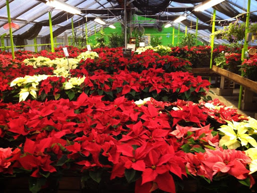 Florist «City Line Florist», reviews and photos, 2978 Nichols Ave, Trumbull, CT 06611, USA