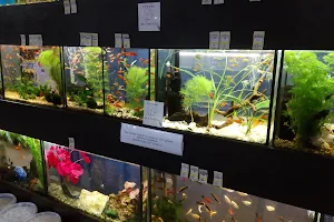 world Aquarium image
