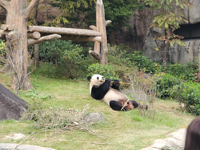 上野動物園 パンダのもり