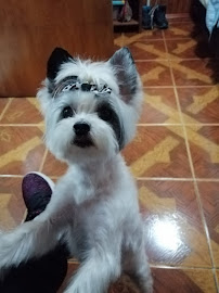 Horarios de Peluqueria Canina Dog&Style