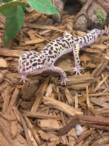 Pet Store «Off The Hook Exotics Pet Shop», reviews and photos, 926 5th Ave, Coraopolis, PA 15108, USA