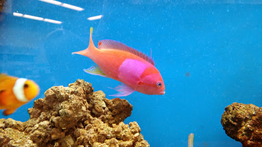 Pet Supply Store «Petco Animal Supplies», reviews and photos, 2565 NE 10th Ct, Homestead, FL 33035, USA