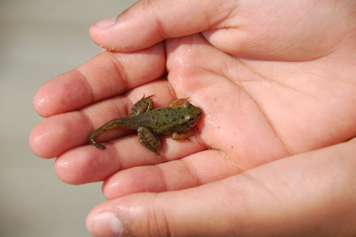 Nature Preserve «DuPont Environmental Education Center of Delaware Nature Society», reviews and photos, 1400 Delmarva Ln, Wilmington, DE 19801, USA