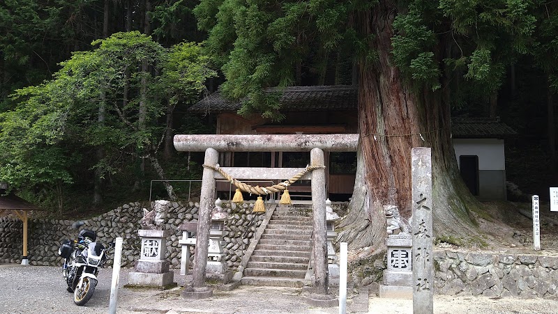 大森神社の大杉