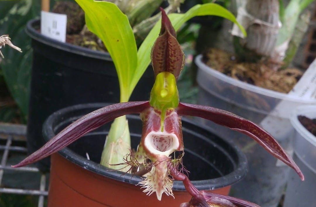 Orquideas Tambopata