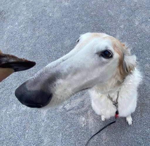 Pet Supply Store «Petco Animal Supplies», reviews and photos, 1337 N National Rd, Columbus, IN 47201, USA