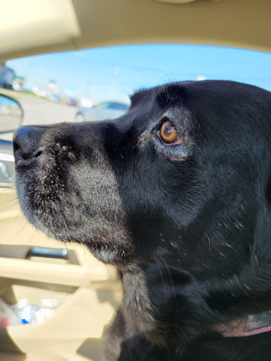 Companion Animal Care image