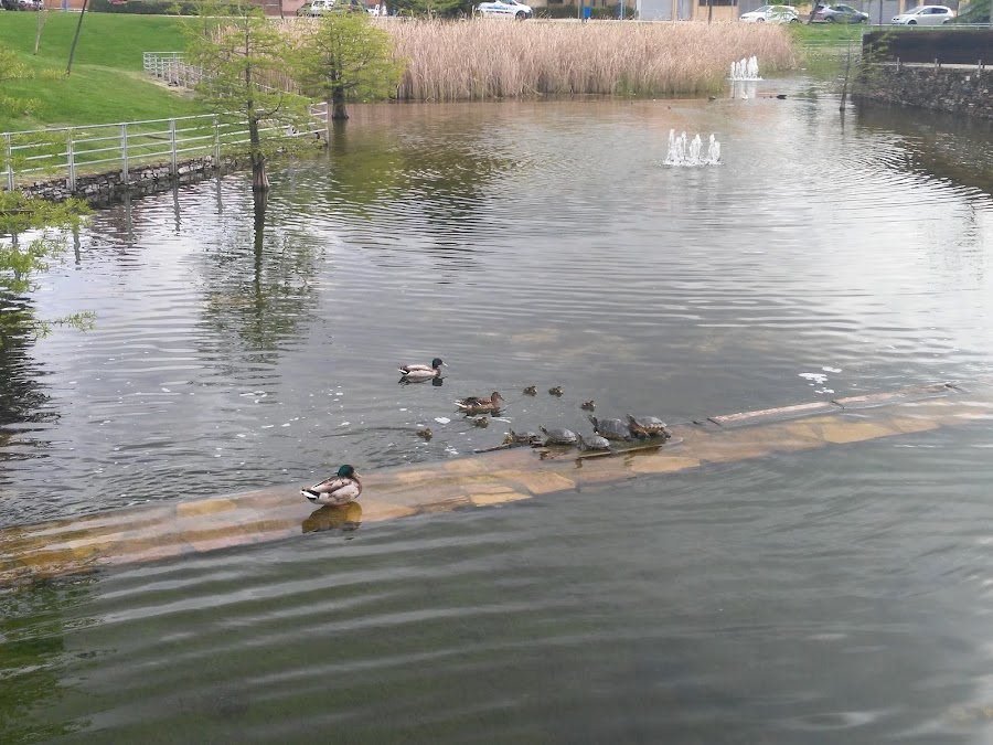 Lago Vereda De Los Estudiantes Leganes