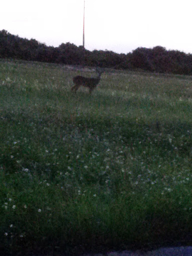 Winery «Fiddlers Ridge Farms & Winery», reviews and photos, 1750 Longleaf Blvd #4, Lake Wales, FL 33859, USA