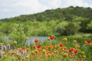 Cedar Ridge Preserve image