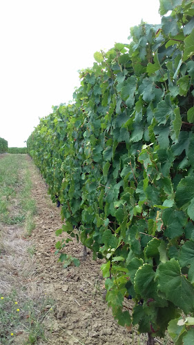 Vignobles TURTAUT : Vin de Bordeaux et Bordeaux Supérieur Rouge et Rosé à Saint-Sulpice-de-Pommiers