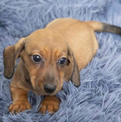 Pet Store «Pet Express», reviews and photos, 250 Granite St, Braintree, MA 02184, USA