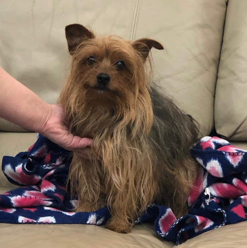 Shear Elegance Pet Boutique, 918 John Marshall Hwy, Front Royal, VA 22630, USA, 