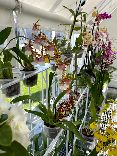 Greenhouse Orchid