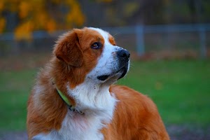 Grand Ravines Dog Park - photo 26