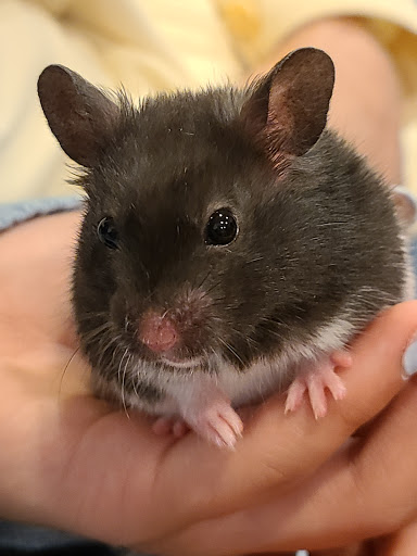 Pet Supply Store «Petco Animal Supplies», reviews and photos, 3870 N 124th St, Wauwatosa, WI 53222, USA