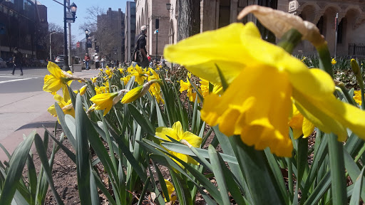 Coffee Shop «Starbucks», reviews and photos, 1068-1070 Chapel St, New Haven, CT 06510, USA