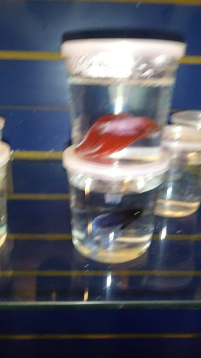 Pet Store «Fish Bowl Aquarium & Pet Mart», reviews and photos, 425 Pleasant St # 21, Fall River, MA 02721, USA