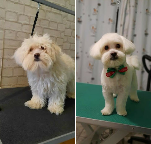 PUFY PET - SALON COSMETICĂ CANINĂ - <nil>