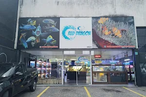 Red Dragon Tropical Fish image