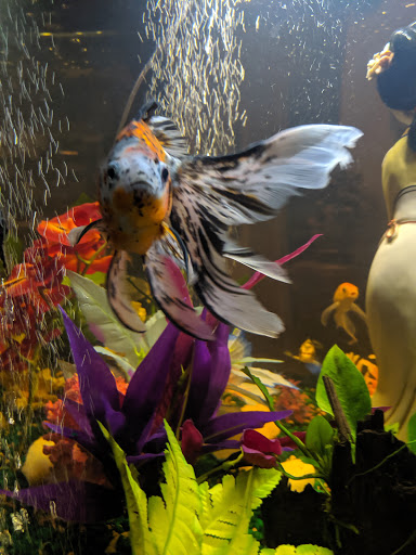 Tropical Fish Store «Coral Reef Aquariums», reviews and photos, 8416 N Armenia Ave, Tampa, FL 33604, USA