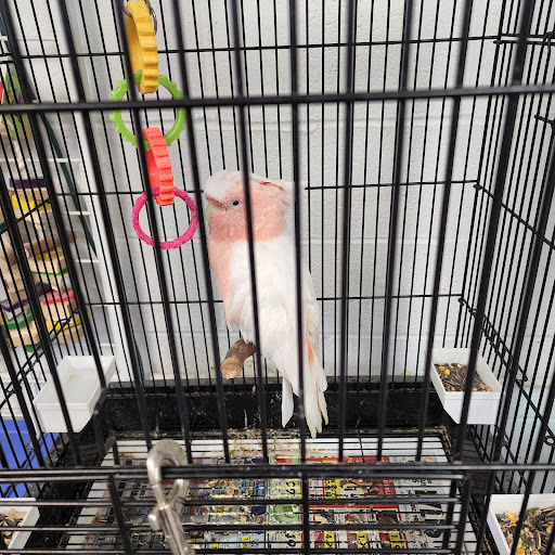 Pet Store «Adventure Birds of Bon Aqua», reviews and photos, 9600 TN-46, Bon Aqua, TN 37025, USA