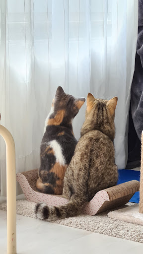 Tierarztpraxis Anja Brandt unter Haselbachtal, Sachsen