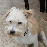 Photo n°1 de l'avis de Ursula.o fait le 21/07/2022 à 15:36 sur le  Hotel Boston à Bellaria - Igea Marina