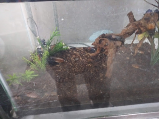 Pet Supply Store «Pet Club Santa Rosa», reviews and photos, 1935 Santa Rosa Ave, Santa Rosa, CA 95407, USA