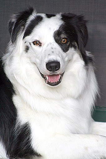 Pet Supply Store «Wag», reviews and photos, 2450 Harney St, Omaha, NE 68131, USA