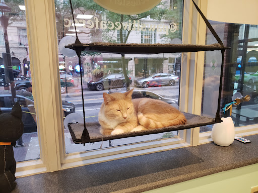 The Pawsitive Cat Cafe
