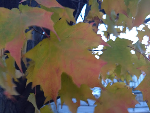 Park «Cambridge Common Park», reviews and photos, Waterhouse St & Massachusetts Ave, Cambridge, MA 02138, USA