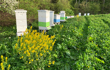 Hartville Honey Bee Farm