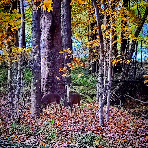 Museum «Audubon Museum & Nature Center», reviews and photos, 3100 US-41, Henderson, KY 42420, USA