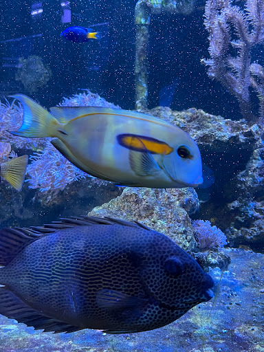 Pet Store «Pets Warehouse», reviews and photos, 177 Glen Cove Rd, Carle Place, NY 11514, USA